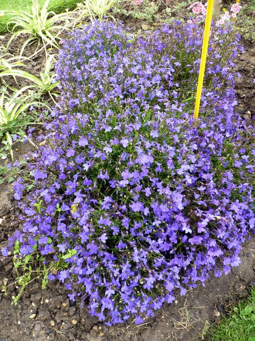 Lobelia erinus 'Crystal Palace' (2)